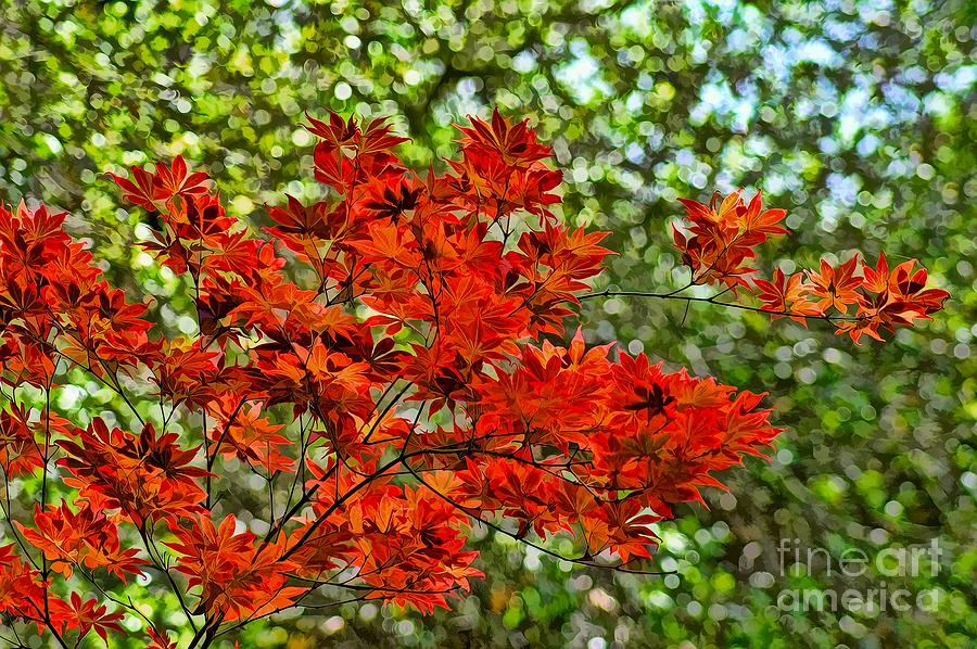 Japanese maple Photograph by Peggy Hughes