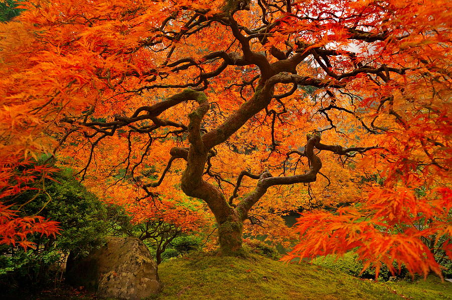 Japanese Maple Portland Japanese Garden Photograph By Pavel Boxan Pixels 