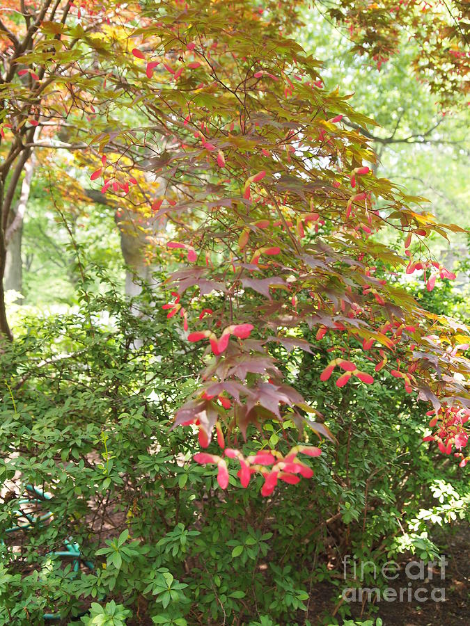 Japanese Maple Spring 3 Photograph by Nancy Kane Chapman