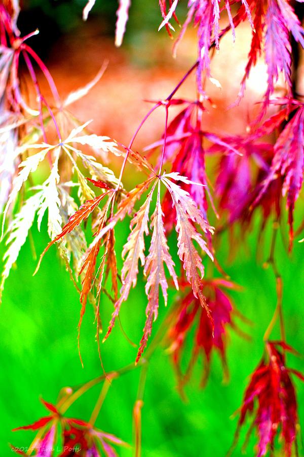 Japanese Maple Photograph by Tara Potts