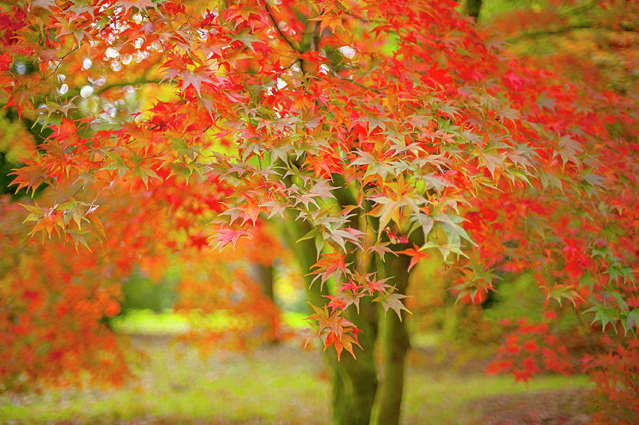 Japanese Maple Tree - Acer Palmatum Photograph by Jacky Parker Photography