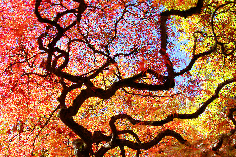 Landscape Photograph - Japanese Maple Tree against blue sky by Debra Orlean