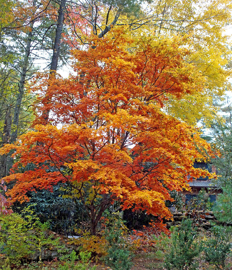 Japanese Maple Tree at Peak Color Photograph by Duane McCullough