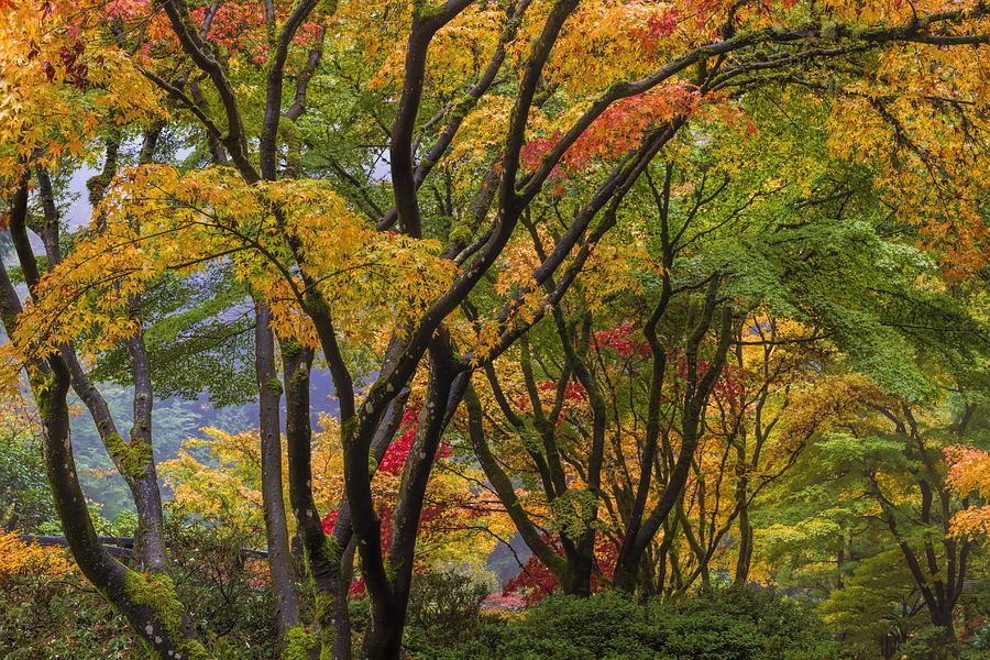 Japanese Maple Tree Canopy Photograph by Jit Lim | Fine Art America