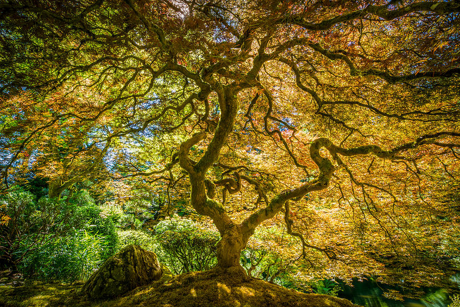 Japanese Maple Tree Photograph by HaizhanZheng