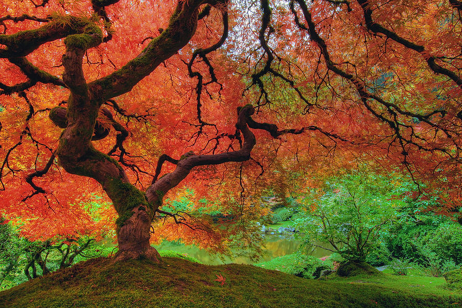 maple trees in autumn painting