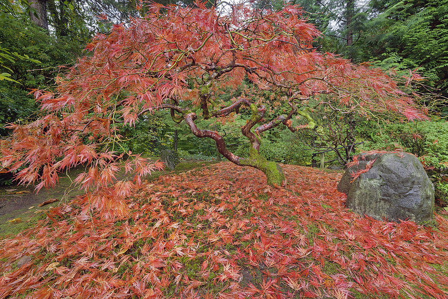 Japanese Maple Tree in Autumn Photograph by Jit Lim - Fine Art America