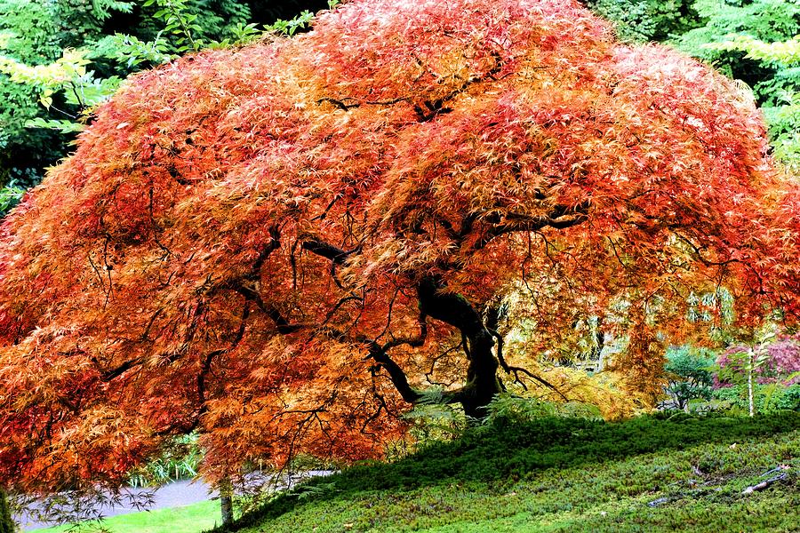 Japanese Maple Tree Photograph by Jane Girardot