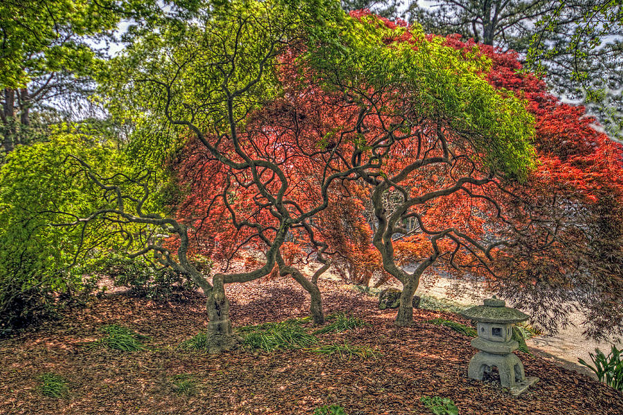 Japanese Maple Tree Photograph by Jerry Gammon