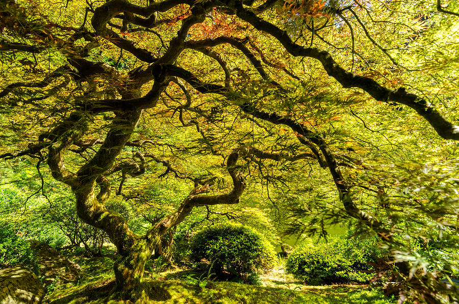 Nature Photograph - Japanese Maple Tree by Jess Kraft