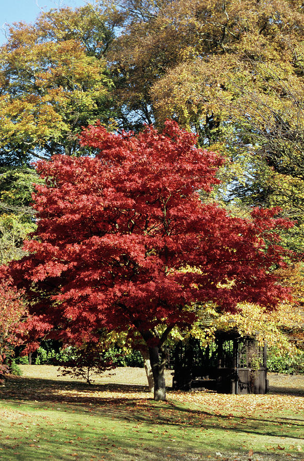 Japanese Maple Tree Photograph by Jim D Saul/science Photo Library ...