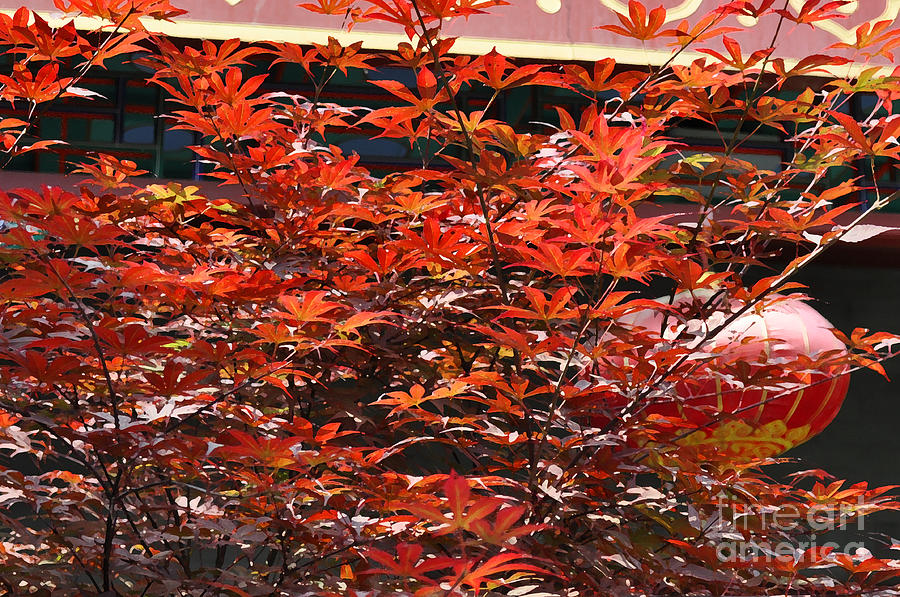 Japanese Maple Tree Photograph by Josephine Cohn