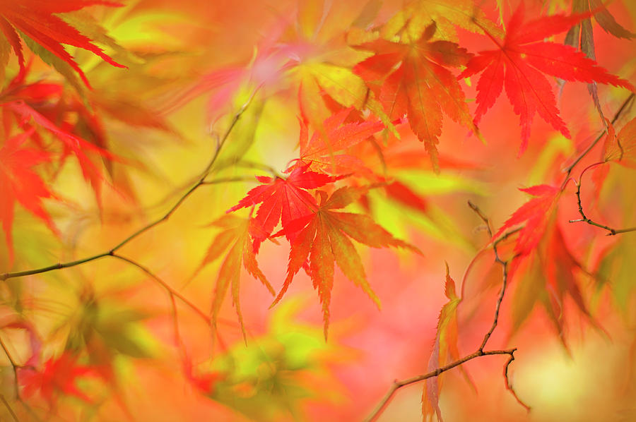 Japanese Maple Tree Leaves - Acer Photograph by Jacky Parker Photography