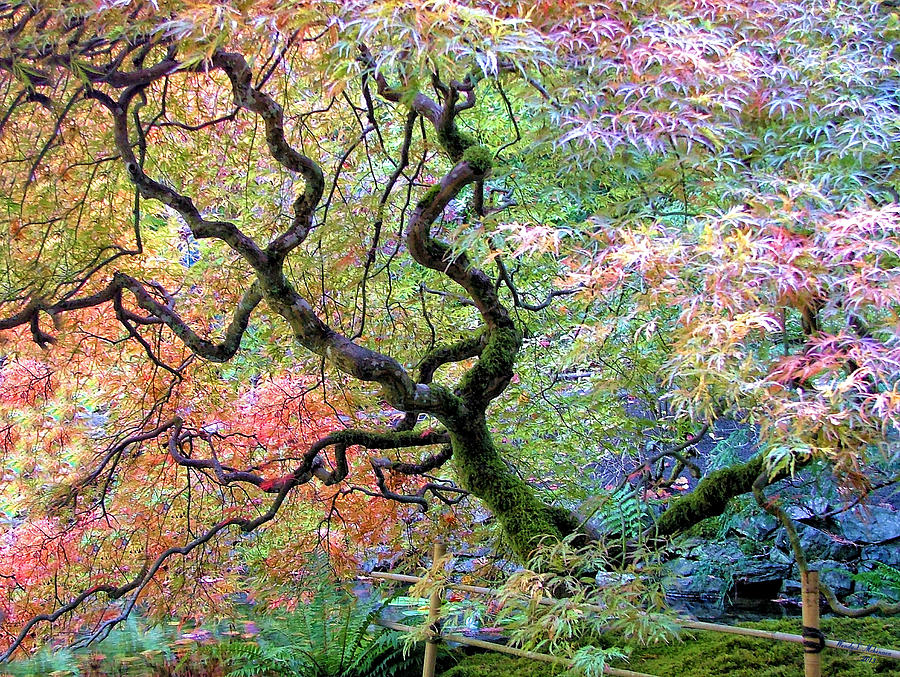 Japanese Maple Photograph by Wendy McKennon