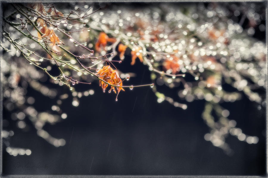 Japanese maple with withered leaves and rain drops Photograph by Peter V Quenter