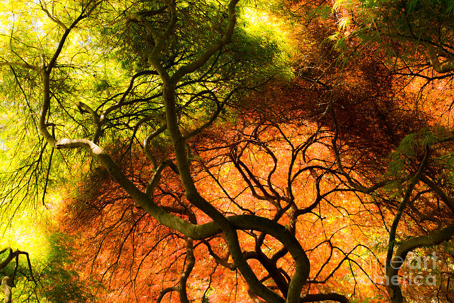 Japanese Maples Photograph by Angela DeFrias