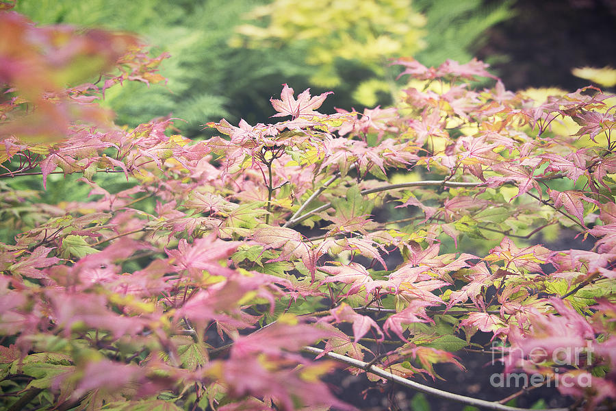 Japanese maples Photograph by Ivy Ho