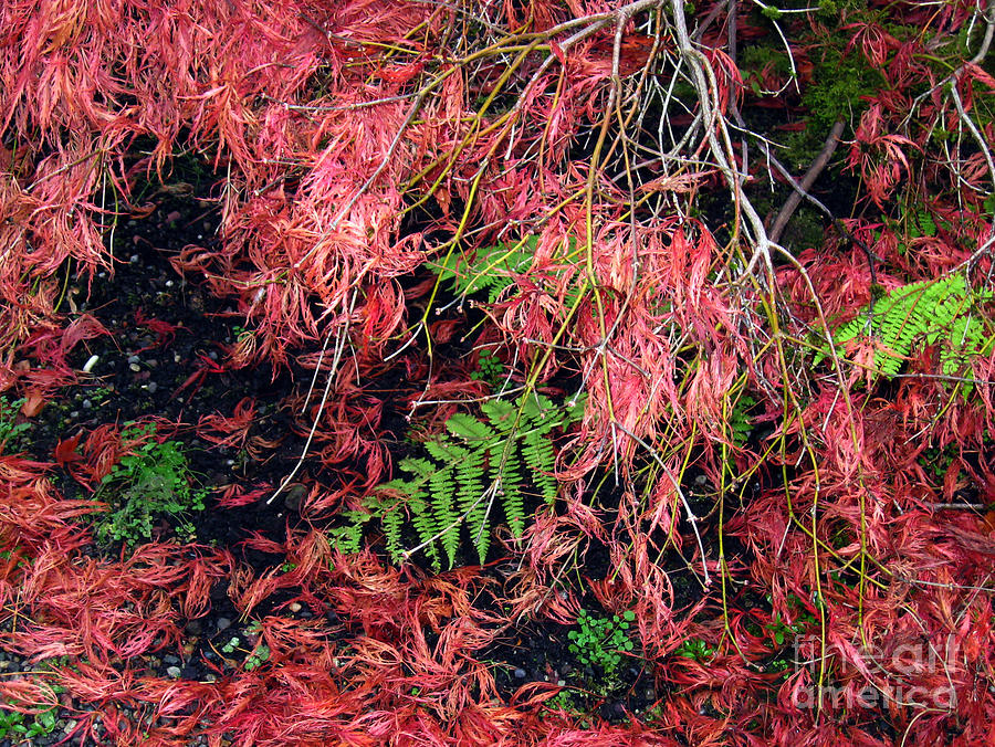 Japanese Maples Leaves carpet the soil Photograph by Ellen Miffitt