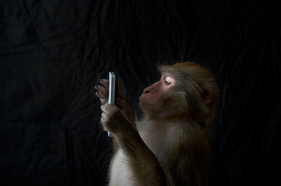 Japanese monkey, Monkey northern limit Photograph by Ryouchin