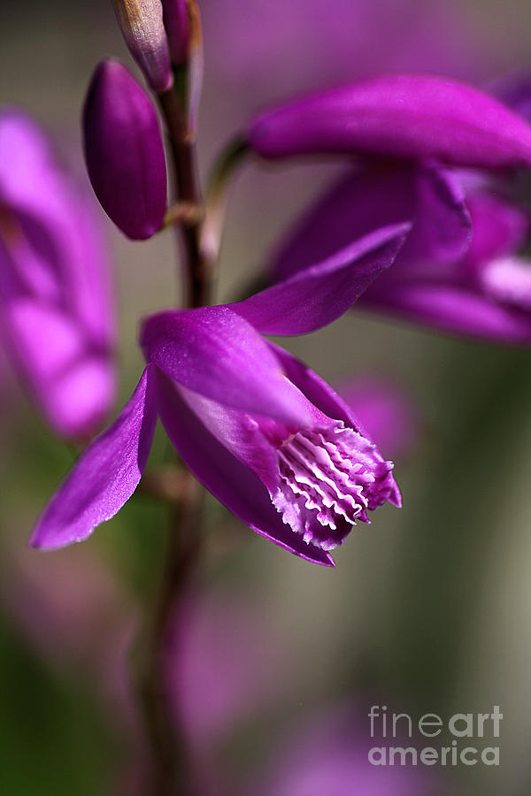 Nature Photograph - Japanese Orchid by Joy Watson
