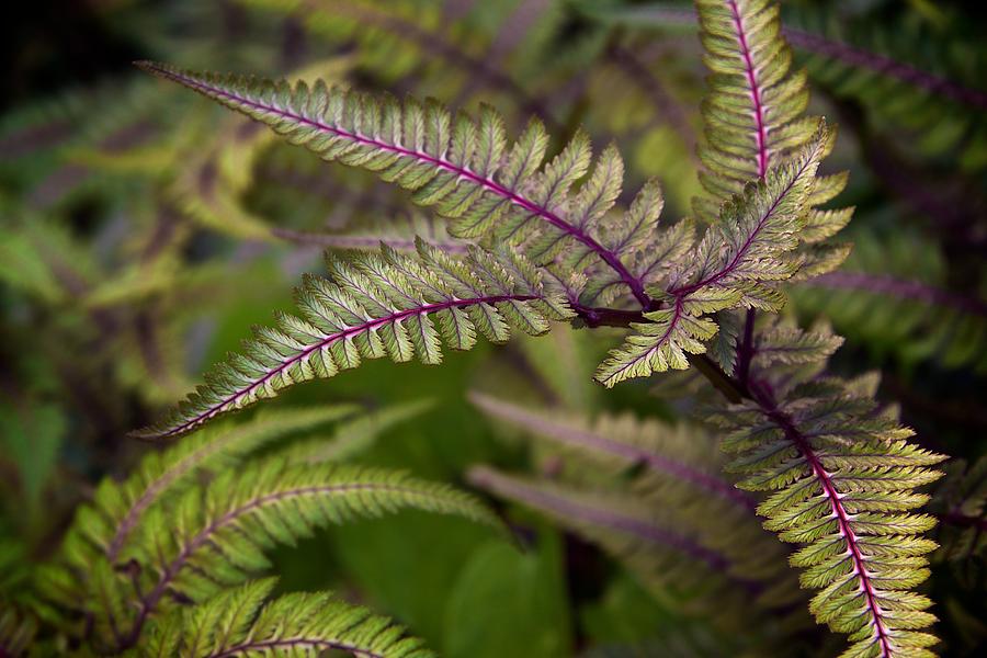 Japanese Painted Fern Leaves Ii Photograph By Michele Stoehr - Fine Art 