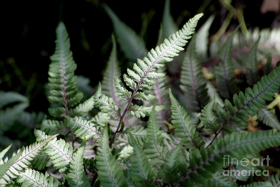 Japanese Painted Fern Photograph by Living Color Photography Lorraine Lynch