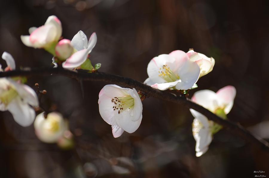 Nature Photograph - Japanese Quince 2 by Maria Urso