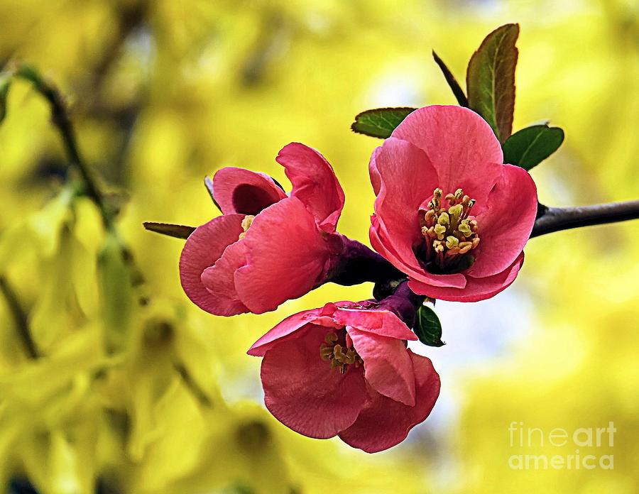 Japanese Quince Forsythia Background Photograph by Janice Drew