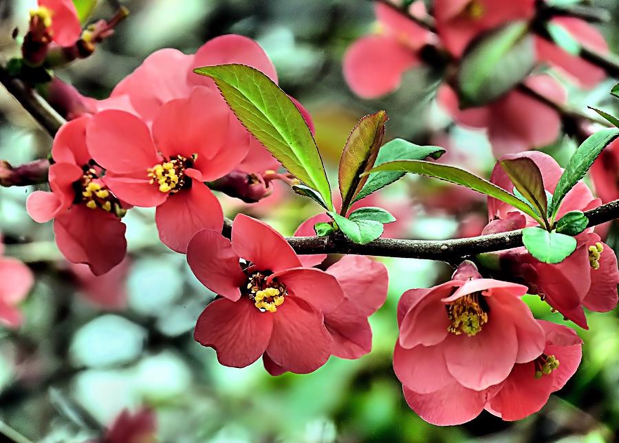 Japanese Quince Photograph by Janice Drew