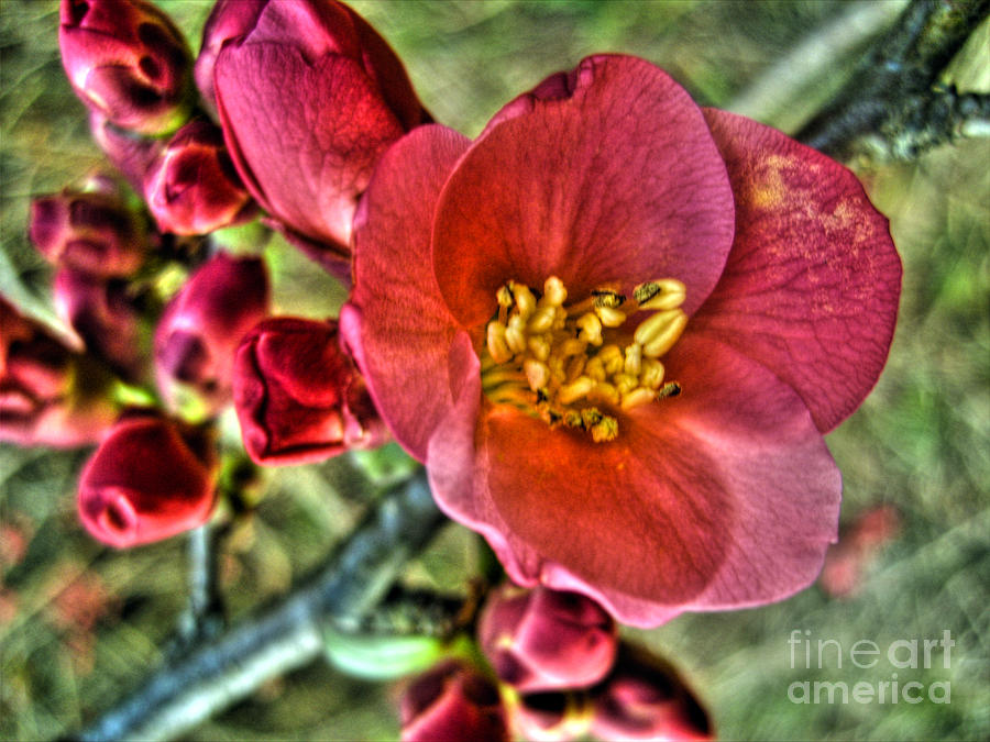 Japanese Quince Photograph by Nina Ficur Feenan