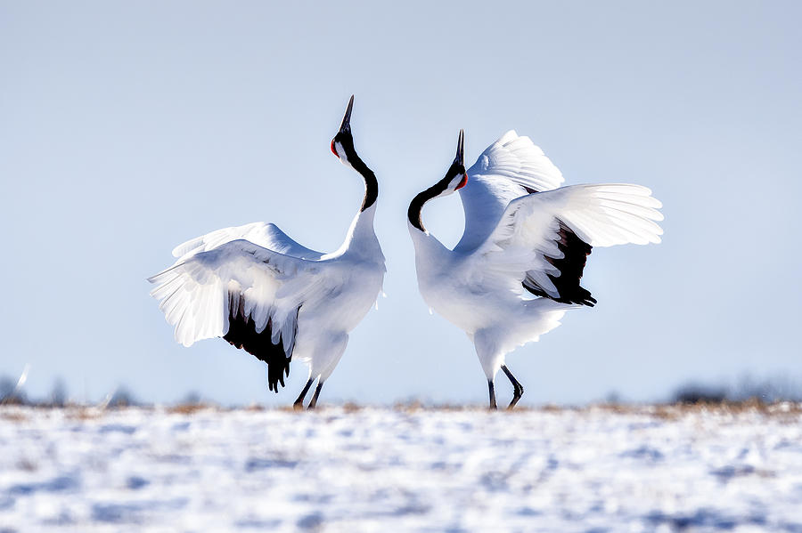 Japanese Red Crown Cranes Dancing on Snow at Tsurui Ito Tancho Sanctuary Japanese Cranes Reservation Center Photograph by DoctorEgg
