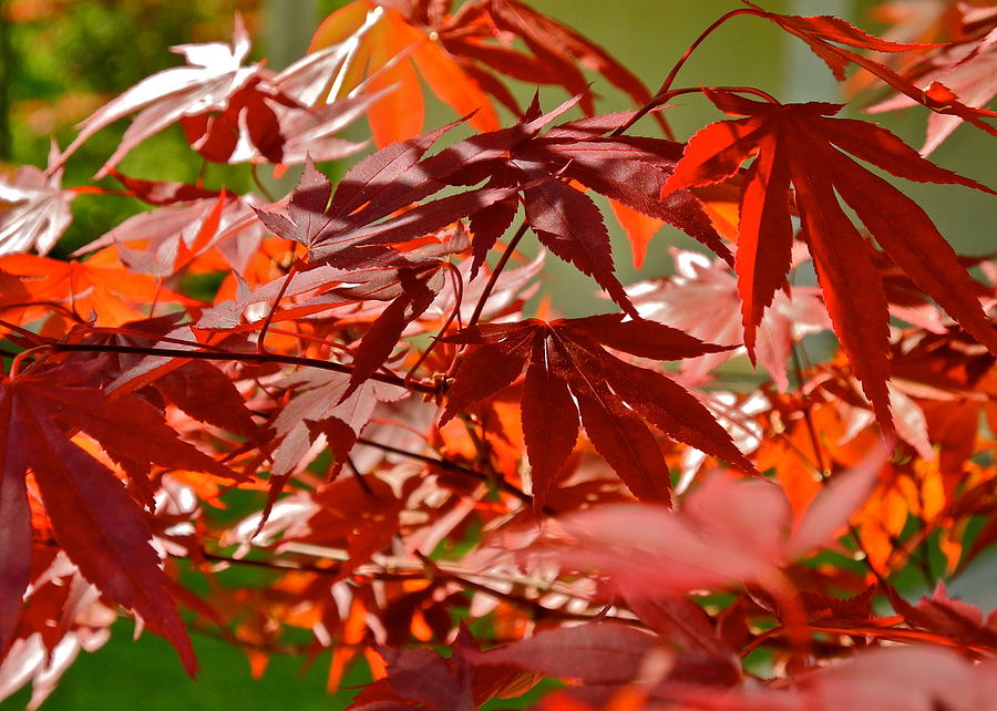 Japanese Red Leaf Maple Photograph by Kirsten Giving