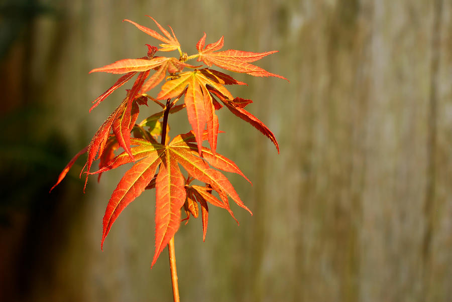 Japanese Red Maple Photograph