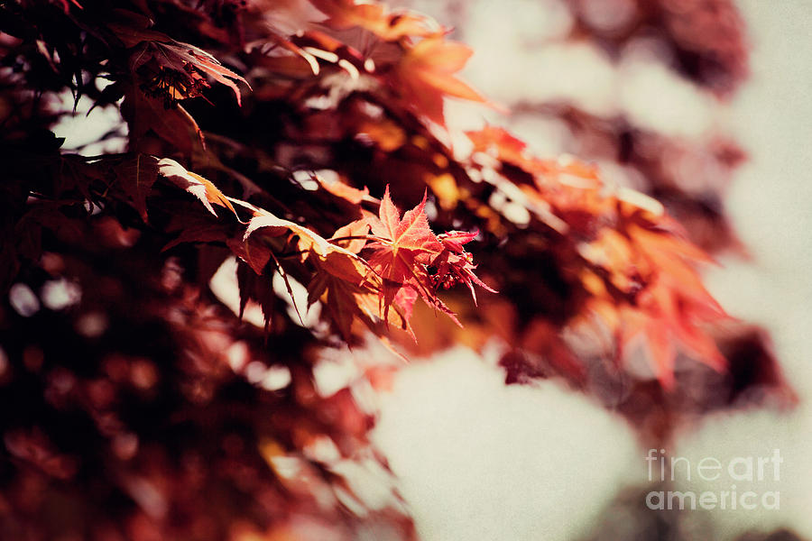 Japanese Red Maple Photograph