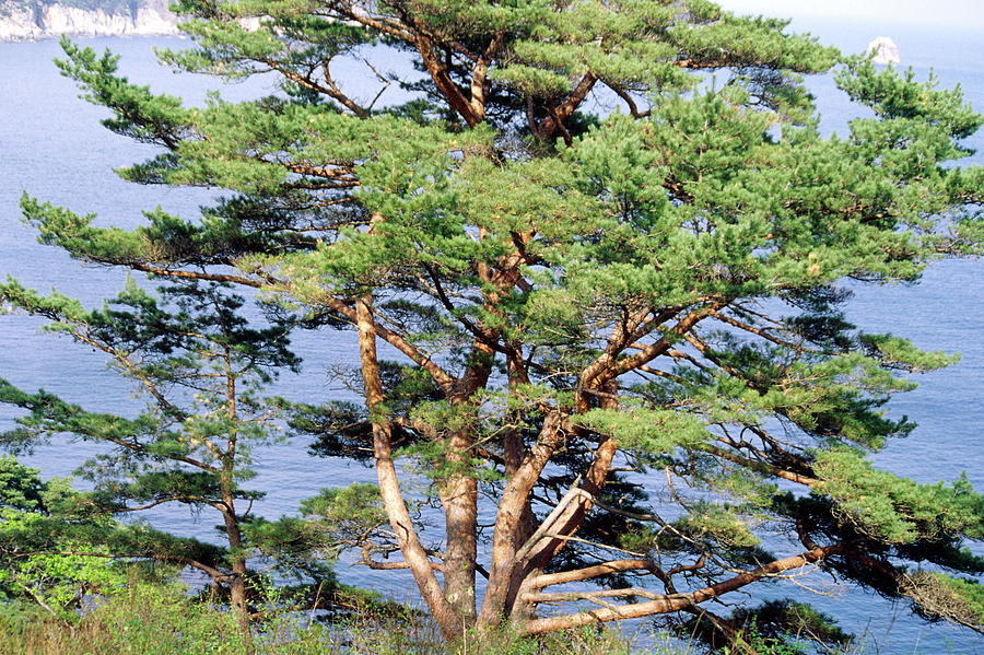 Japanese Red Pine (pinus Densiflora) Photograph by Dr. Nick Kurzenko/science Photo Library