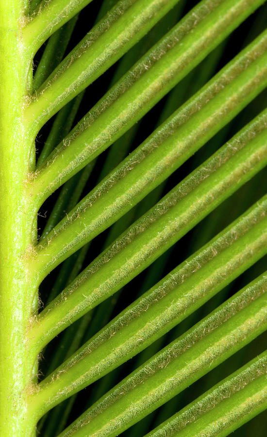 Nature Photograph - Japanese Sago Palm Abstract by Nigel Downer