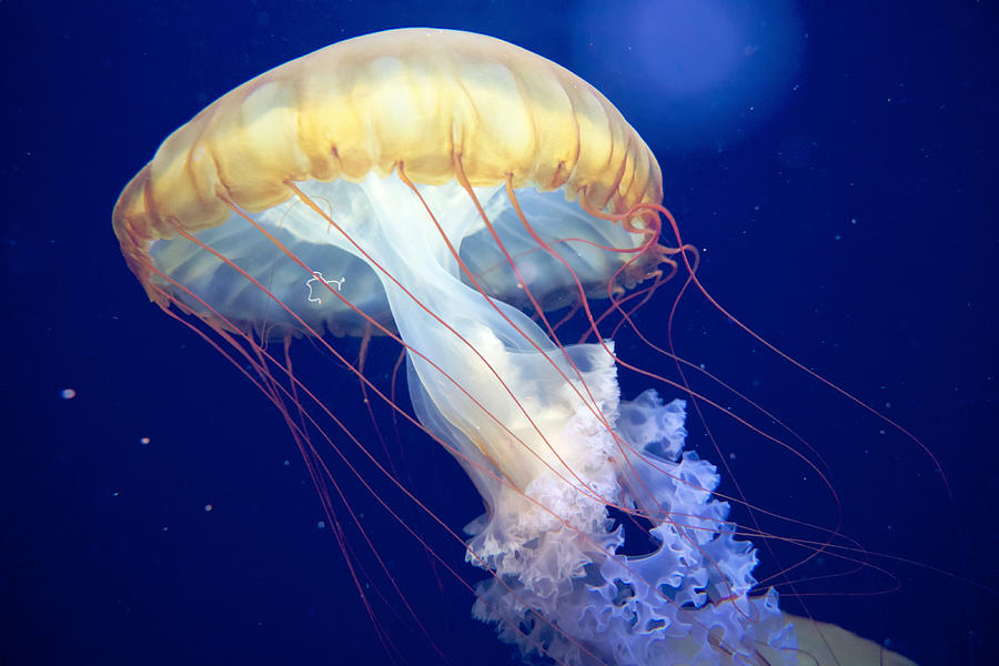 Морская крапива. Chrysaora Pacifica. Средневодная медуза. Тигровая медуза. Морская крапива (Chrysaora).
