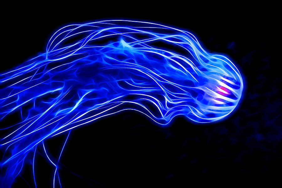 Jellyfish Photograph - Japanese Sea Nettle Jellyfish by Kayta Kobayashi