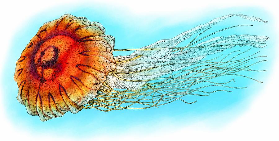 Japanese Sea Nettle Photograph by Roger Hall