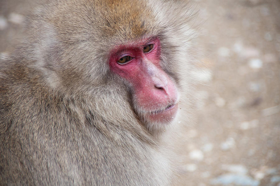 Japanese Snow Monkey Photograph by Aaron Reker Photography