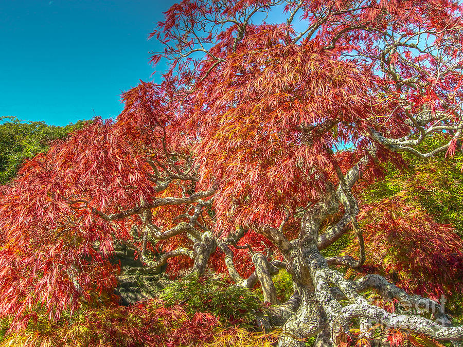 Japanese Tree  Photograph by Dale Powell