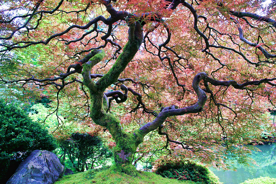Japanese Tree in Garden Photograph by Athena Mckinzie