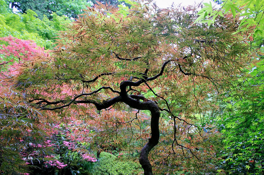 Japanese Tree in Springtime Photograph by Athena Mckinzie