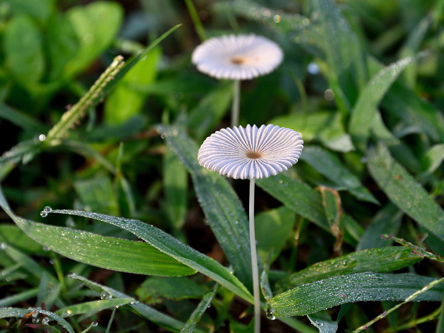 Japanese Umbrella Mushroom Photograph by Robert Kennett