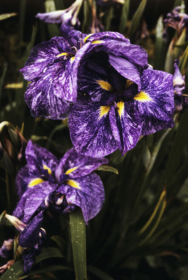 Japanese Water Iris Photograph By Donald R Wright Science Photo Library   Japanese Water Iris Donald R Wrightscience Photo Library 