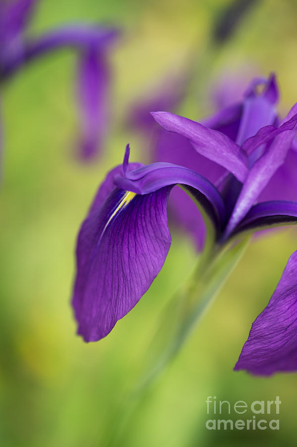Flower Photograph - Japanese Water Iris by Tim Gainey