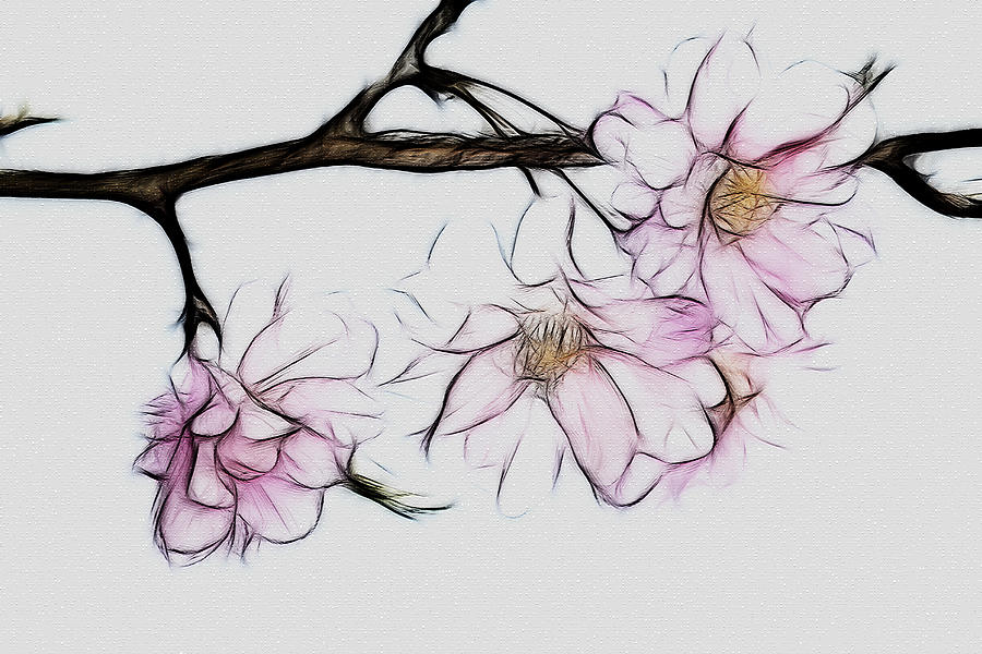 Flower Photograph - Japanese Weeping Cherry Fractal by Kathy Clark