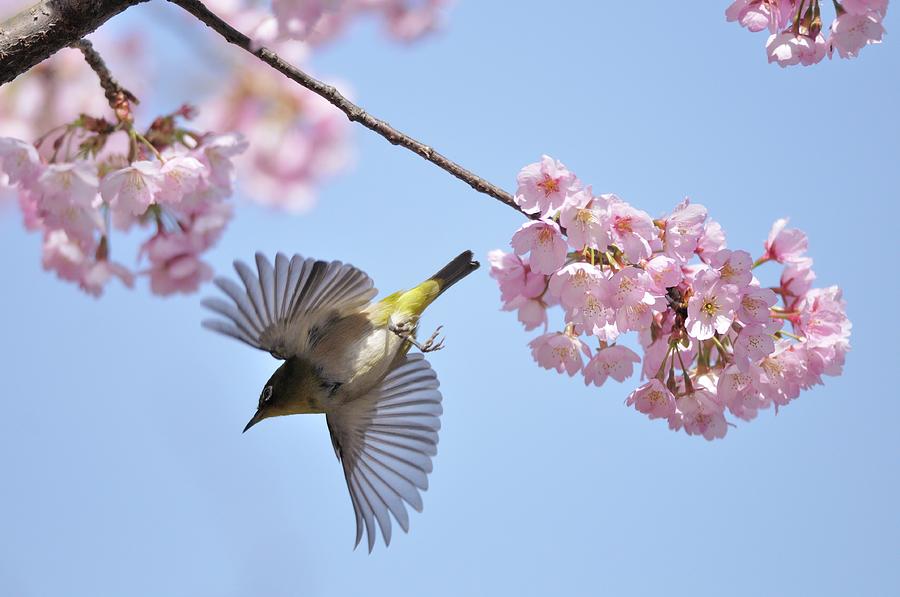 Japanese White-eye And Cherry Blossoms Photograph by Myu-myu