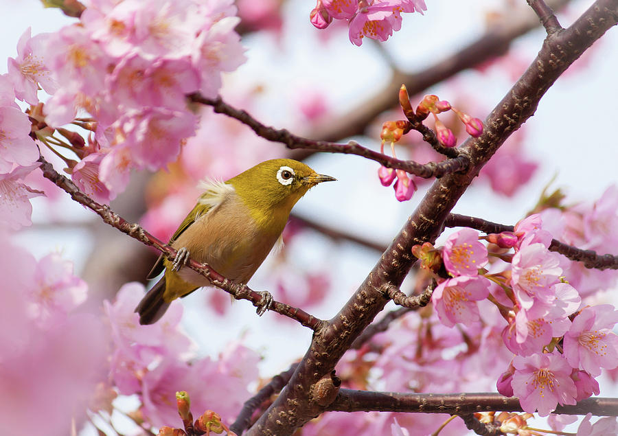 Japanese White-eye On Cherry Blossoms Photograph by David A. Laspina
