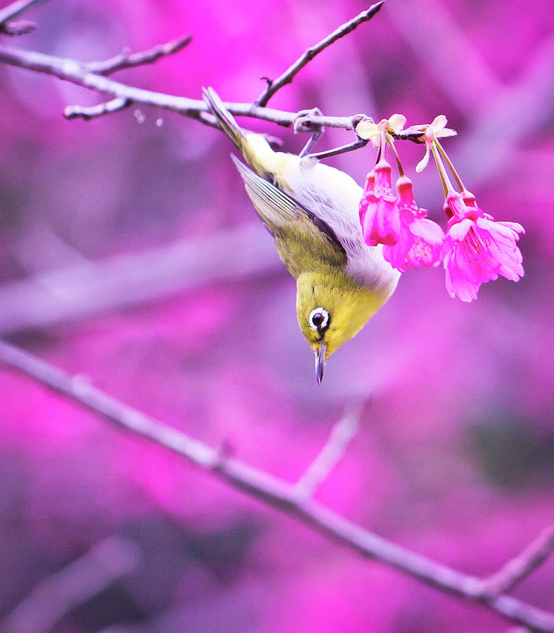 Japanese White-eyes And Cheery Blossom Photograph by Bibis Photography